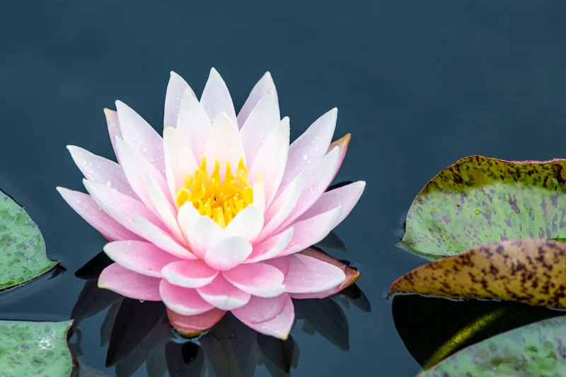 Waterlily Extract (Nymphaea Alba)